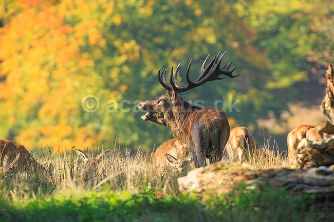 Kronhjort. Br�lende kronhjort med sit harem under brunst perioden; Cervus elaphus; J�gersborg Dyrehave (Dyrehaven) / Sj�lland; ; ; pattedyr; Hjorte, kronhjorte, krondyr, Cervidae, Parrett�ede hovdyr, Artiodactyla