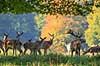 Kronhjort. Br�lende kronhjort med sit harem under brunst perioden Cervus elaphus J�gersborg Dyrehave (Dyrehaven) / Sj�lland   pattedyr Hjorte, kronhjorte, krondyr, Cervidae, Parrett�ede hovdyr, Artiodactyla