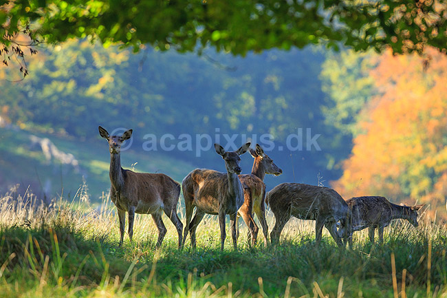 Krondyr. Kronhjorte hinder; Cervus elaphus; J�gersborg Dyrehave (Dyrehaven) / Sj�lland; ; ; pattedyr; Hjorte, kronhjorte, krondyr, Cervidae, Parrett�ede hovdyr, Artiodactyla