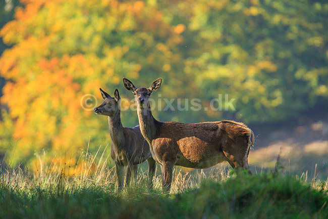 Krondyr. Kronhjorte hinder; Cervus elaphus; J�gersborg Dyrehave (Dyrehaven) / Sj�lland; ; ; pattedyr; Hjorte, kronhjorte, krondyr, Cervidae, Parrett�ede hovdyr, Artiodactyla