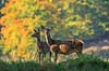 Krondyr. Kronhjorte hinder Cervus elaphus J�gersborg Dyrehave (Dyrehaven) / Sj�lland   pattedyr Hjorte, kronhjorte, krondyr, Cervidae, Parrett�ede hovdyr, Artiodactyla