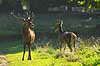 Kronhjort. Kronhjort og kronhind Cervus elaphus J�gersborg Dyrehave (Dyrehaven) / Sj�lland   pattedyr Hjorte, kronhjorte, krondyr, Cervidae, Parrett�ede hovdyr, Artiodactyla