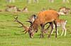 Kronhjort. Kronhjort gr�sser p� Eremitagesletten sammen med d�dyr Cervus elaphus J�gersborg Dyrehave (Dyrehaven) / Sj�lland   pattedyr Hjorte, kronhjorte, krondyr, Cervidae, Parrett�ede hovdyr, Artiodactyla