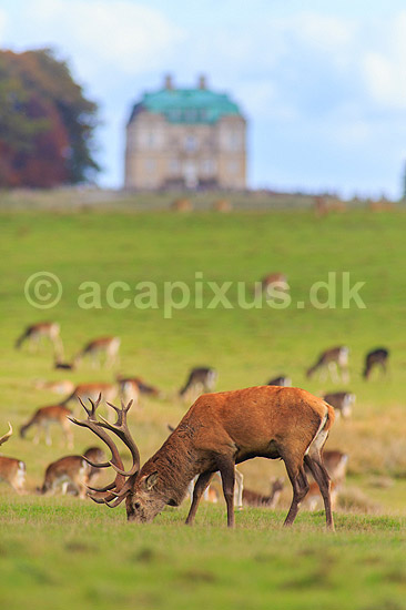 Kronhjort. Kronhjort gr�sser p� Eremitagesletten sammen med d�dyr med Eremitage Slottet i baggrunden; Cervus elaphus; J�gersborg Dyrehave (Dyrehaven) / Sj�lland; ; ; pattedyr; Hjorte, kronhjorte, krondyr, Cervidae, Parrett�ede hovdyr, Artiodactyla Eremitageslottet