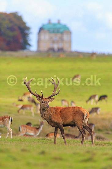 Kronhjort. Kronhjort gr�sser p� Eremitagesletten sammen med d�dyr med Eremitage Slottet i baggrunden; Cervus elaphus; J�gersborg Dyrehave (Dyrehaven) / Sj�lland; ; ; pattedyr; Hjorte, kronhjorte, krondyr, Cervidae, Parrett�ede hovdyr, Artiodactyla, Eremitageslottet