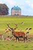Kronhjort. Kronhjort gr�sser p� Eremitagesletten sammen med d�dyr med Eremitage Slottet i baggrunden Cervus elaphus J�gersborg Dyrehave (Dyrehaven) / Sj�lland   pattedyr Hjorte, kronhjorte, krondyr, Cervidae, Parrett�ede hovdyr, Artiodactyla, Eremitageslottet