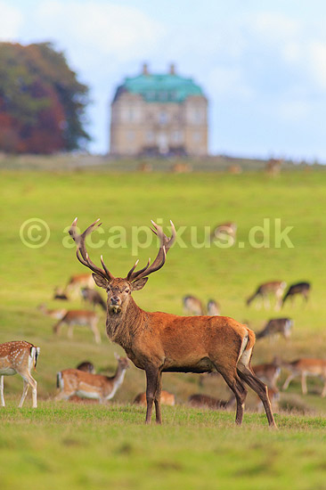 Kronhjort. Kronhjort gr�sser p� Eremitagesletten sammen med d�dyr med Eremitage Slottet i baggrunden; Cervus elaphus; J�gersborg Dyrehave (Dyrehaven) / Sj�lland; ; ; pattedyr; Hjorte, kronhjorte, krondyr, Cervidae, Parrett�ede hovdyr, Artiodactyla, Eremitageslottet