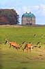 Kronhjort. Kronhjorte gr�sser p� Eremitagesletten sammen med d�dyr med Eremitage Slottet i baggrunden Cervus elaphus J�gersborg Dyrehave (Dyrehaven) / Sj�lland   pattedyr Hjorte, kronhjorte, krondyr, Cervidae, Parrett�ede hovdyr, Artiodactyla, Eremitageslottet
