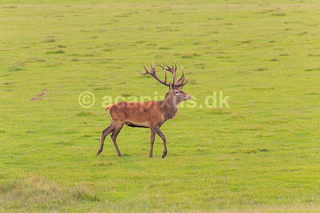 Kronhjort. Kronhjort p� Eremitagesletten; Cervus elaphus; J�gersborg Dyrehave (Dyrehaven) / Sj�lland; ; ; pattedyr; Hjorte, kronhjorte, krondyr, Cervidae, Parrett�ede hovdyr, Artiodactyla