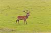 Kronhjort. Kronhjort p� Eremitagesletten Cervus elaphus J�gersborg Dyrehave (Dyrehaven) / Sj�lland   pattedyr Hjorte, kronhjorte, krondyr, Cervidae, Parrett�ede hovdyr, Artiodactyla