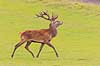 Kronhjort. Kronhjort p� Eremitagesletten Cervus elaphus J�gersborg Dyrehave (Dyrehaven) / Sj�lland   pattedyr Hjorte, kronhjorte, krondyr, Cervidae, Parrett�ede hovdyr, Artiodactyla