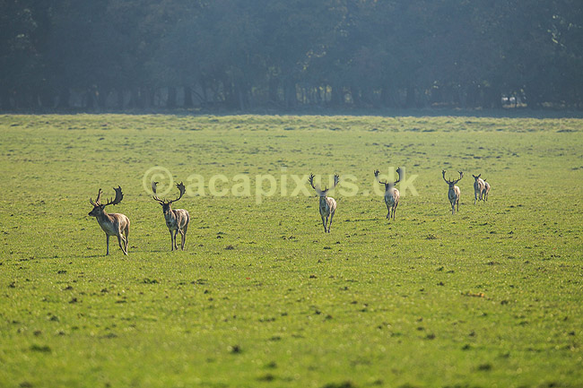 D�dyr. D�dyr p� vej imod brunstpladsen i Dyrehaven; Dama dama; J�gersborg Dyrehave / Sj�lland; ; ; pattedyr; Hjorte, Cervidae, Parrett�ede hovdyr, Artiodactyla, hjort, d�vildt, gevir, fuldskuffel, dr�vtygger, brunst, fallow deer, d�hjort, dovhjort