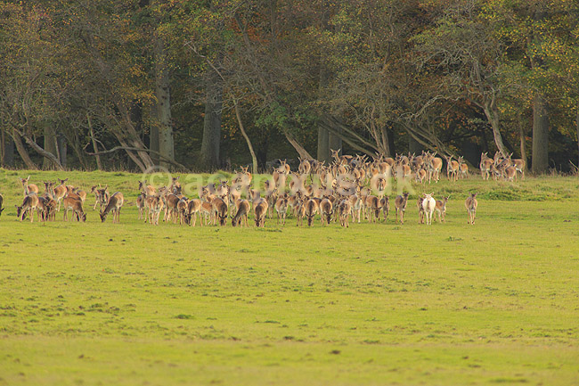 D�dyr. D�dyr p� vej imod brunstpladsen i Dyrehaven; Dama dama; J�gersborg Dyrehave / Sj�lland; ; ; pattedyr; Hjorte, Cervidae, Parrett�ede hovdyr, Artiodactyla, hjort, d�vildt, gevir, fuldskuffel, dr�vtygger, brunst, fallow deer, d�hjort, dovhjort