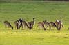 D�dyr. D�dyr p� vej imod brunstpladsen i Dyrehaven Dama dama J�gersborg Dyrehave / Sj�lland   pattedyr Hjorte, Cervidae, Parrett�ede hovdyr, Artiodactyla, hjort, d�vildt, gevir, fuldskuffel, dr�vtygger, brunst, fallow deer, d�hjort, dovhjort