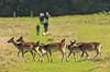 D�dyr. D�dyr p� vej imod brunstpladsen i Dyrehaven Dama dama J�gersborg Dyrehave / Sj�lland   pattedyr Hjorte, Cervidae, Parrett�ede hovdyr, Artiodactyla, hjort, d�vildt, gevir, fuldskuffel, dr�vtygger, brunst, fallow deer, d�hjort, dovhjort