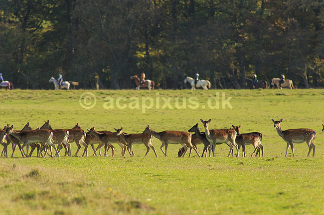 D�dyr. D�dyr p� vej imod brunstpladsen i Dyrehaven; Dama dama; J�gersborg Dyrehave / Sj�lland; ; ; pattedyr; Hjorte, Cervidae, Parrett�ede hovdyr, Artiodactyla, hjort, d�vildt, gevir, fuldskuffel, dr�vtygger, brunst, fallow deer, d�hjort, dovhjort
