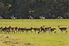 D�dyr. D�dyr p� vej imod brunstpladsen i Dyrehaven Dama dama J�gersborg Dyrehave / Sj�lland   pattedyr Hjorte, Cervidae, Parrett�ede hovdyr, Artiodactyla, hjort, d�vildt, gevir, fuldskuffel, dr�vtygger, brunst, fallow deer, d�hjort, dovhjort