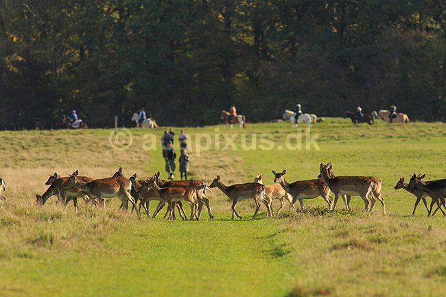 D�dyr. D�dyr p� vej imod brunstpladsen i Dyrehaven; Dama dama; J�gersborg Dyrehave / Sj�lland; ; ; pattedyr; Hjorte, Cervidae, Parrett�ede hovdyr, Artiodactyla, hjort, d�vildt, gevir, fuldskuffel, dr�vtygger, brunst, fallow deer, d�hjort, dovhjort