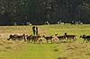 D�dyr. D�dyr p� vej imod brunstpladsen i Dyrehaven Dama dama J�gersborg Dyrehave / Sj�lland   pattedyr Hjorte, Cervidae, Parrett�ede hovdyr, Artiodactyla, hjort, d�vildt, gevir, fuldskuffel, dr�vtygger, brunst, fallow deer, d�hjort, dovhjort