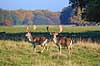 D�dyr. D�dyr p� brunstpladsen i Dyrehaven Dama dama J�gersborg Dyrehave / Sj�lland   pattedyr Hjorte, Cervidae, Parrett�ede hovdyr, Artiodactyla, hjort, d�vildt, gevir, fuldskuffel, dr�vtygger, brunst, fallow deer, d�hjort, dovhjort