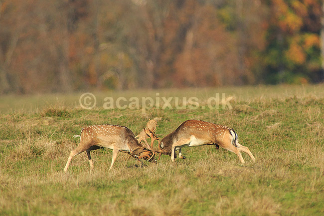 D�dyr. D�hjorte k�mper p� brunstpladsen i Dyrehaven; Dama dama; J�gersborg Dyrehave / Sj�lland; ; ; pattedyr; Hjorte, Cervidae, Parrett�ede hovdyr, Artiodactyla, hjort, d�vildt, gevir, fuldskuffel, dr�vtygger, brunst, fallow deer, d�hjort, dovhjort, Dyrehaven
