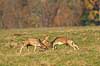 D�dyr. D�hjorte k�mper p� brunstpladsen i Dyrehaven Dama dama J�gersborg Dyrehave / Sj�lland   pattedyr Hjorte, Cervidae, Parrett�ede hovdyr, Artiodactyla, hjort, d�vildt, gevir, fuldskuffel, dr�vtygger, brunst, fallow deer, d�hjort, dovhjort, Dyrehaven
