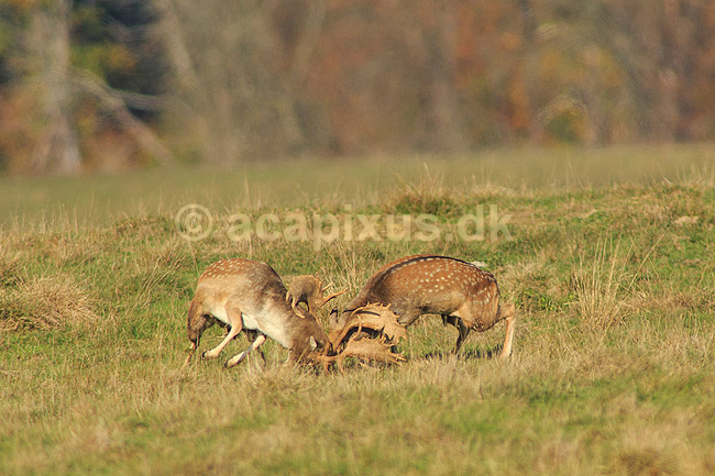 D�dyr. D�hjorte k�mper p� brunstpladsen i Dyrehaven; Dama dama; J�gersborg Dyrehave / Sj�lland; ; ; pattedyr; Hjorte, Cervidae, Parrett�ede hovdyr, Artiodactyla, hjort, d�vildt, gevir, fuldskuffel, dr�vtygger, brunst, fallow deer, d�hjort, dovhjort, Dyrehaven