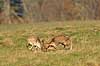 D�dyr. D�hjorte k�mper p� brunstpladsen i Dyrehaven Dama dama J�gersborg Dyrehave / Sj�lland   pattedyr Hjorte, Cervidae, Parrett�ede hovdyr, Artiodactyla, hjort, d�vildt, gevir, fuldskuffel, dr�vtygger, brunst, fallow deer, d�hjort, dovhjort, Dyrehaven