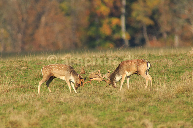 D�dyr. D�hjorte k�mper p� brunstpladsen i Dyrehaven; Dama dama; J�gersborg Dyrehave / Sj�lland; ; ; pattedyr; Hjorte, Cervidae, Parrett�ede hovdyr, Artiodactyla, hjort, d�vildt, gevir, fuldskuffel, dr�vtygger, brunst, fallow deer, d�hjort, dovhjort, Dyrehaven
