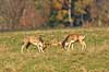 D�dyr. D�hjorte k�mper p� brunstpladsen i Dyrehaven Dama dama J�gersborg Dyrehave / Sj�lland   pattedyr Hjorte, Cervidae, Parrett�ede hovdyr, Artiodactyla, hjort, d�vildt, gevir, fuldskuffel, dr�vtygger, brunst, fallow deer, d�hjort, dovhjort, Dyrehaven