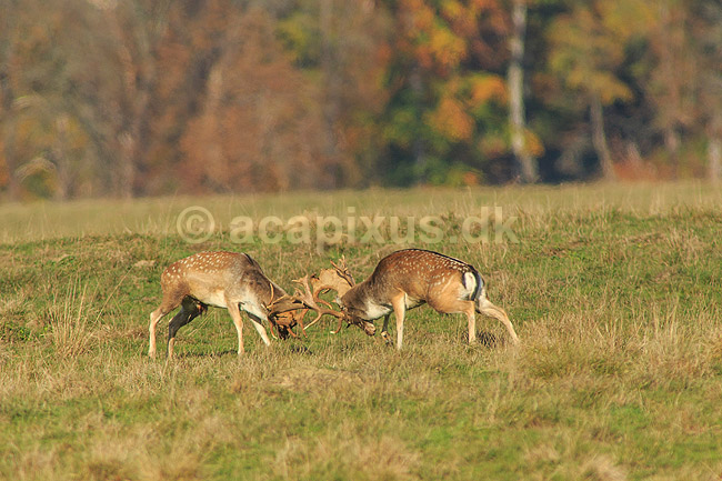 D�dyr. D�hjorte k�mper p� brunstpladsen i Dyrehaven; Dama dama; J�gersborg Dyrehave / Sj�lland; ; ; pattedyr; Hjorte, Cervidae, Parrett�ede hovdyr, Artiodactyla, hjort, d�vildt, gevir, fuldskuffel, dr�vtygger, brunst, fallow deer, d�hjort, dovhjort, Dyrehaven