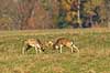 D�dyr. D�hjorte k�mper p� brunstpladsen i Dyrehaven Dama dama J�gersborg Dyrehave / Sj�lland   pattedyr Hjorte, Cervidae, Parrett�ede hovdyr, Artiodactyla, hjort, d�vildt, gevir, fuldskuffel, dr�vtygger, brunst, fallow deer, d�hjort, dovhjort, Dyrehaven