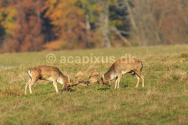 D�dyr. D�hjorte k�mper p� brunstpladsen i Dyrehaven; Dama dama; J�gersborg Dyrehave / Sj�lland; ; ; pattedyr; Hjorte, Cervidae, Parrett�ede hovdyr, Artiodactyla, hjort, d�vildt, gevir, fuldskuffel, dr�vtygger, brunst, fallow deer, d�hjort, dovhjort, Dyrehaven