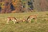 D�dyr. D�hjorte k�mper p� brunstpladsen i Dyrehaven Dama dama J�gersborg Dyrehave / Sj�lland   pattedyr Hjorte, Cervidae, Parrett�ede hovdyr, Artiodactyla, hjort, d�vildt, gevir, fuldskuffel, dr�vtygger, brunst, fallow deer, d�hjort, dovhjort, Dyrehaven