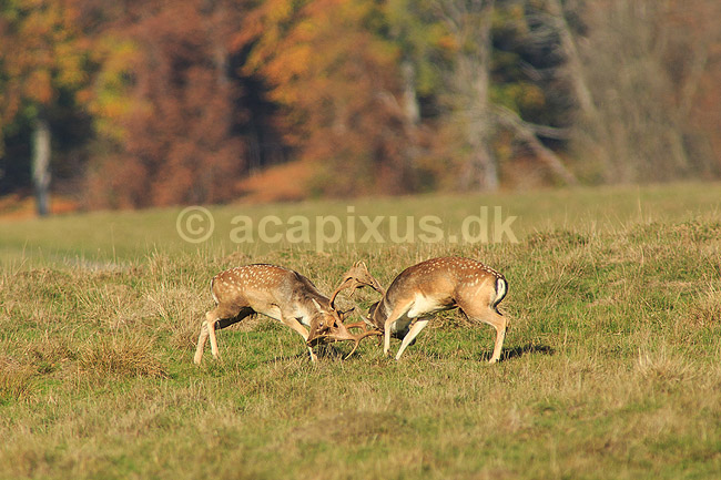 D�dyr. D�hjorte k�mper p� brunstpladsen i Dyrehaven; Dama dama; J�gersborg Dyrehave / Sj�lland; ; ; pattedyr; Hjorte, Cervidae, Parrett�ede hovdyr, Artiodactyla, hjort, d�vildt, gevir, fuldskuffel, dr�vtygger, brunst, fallow deer, d�hjort, dovhjort, Dyrehaven