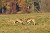 D�dyr. D�hjorte k�mper p� brunstpladsen i Dyrehaven Dama dama J�gersborg Dyrehave / Sj�lland   pattedyr Hjorte, Cervidae, Parrett�ede hovdyr, Artiodactyla, hjort, d�vildt, gevir, fuldskuffel, dr�vtygger, brunst, fallow deer, d�hjort, dovhjort, Dyrehaven
