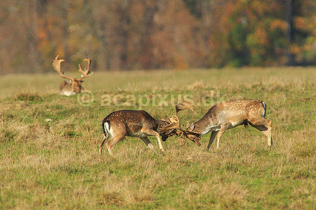 D�dyr. D�hjorte k�mper p� brunstpladsen i Dyrehaven; Dama dama; J�gersborg Dyrehave / Sj�lland; ; ; pattedyr; Hjorte, Cervidae, Parrett�ede hovdyr, Artiodactyla, hjort, d�vildt, gevir, fuldskuffel, dr�vtygger, brunst, fallow deer, d�hjort, dovhjort, Dyrehaven