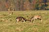 D�dyr. D�hjorte k�mper p� brunstpladsen i Dyrehaven Dama dama J�gersborg Dyrehave / Sj�lland   pattedyr Hjorte, Cervidae, Parrett�ede hovdyr, Artiodactyla, hjort, d�vildt, gevir, fuldskuffel, dr�vtygger, brunst, fallow deer, d�hjort, dovhjort, Dyrehaven