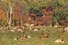 D�dyr. D�dyr p� brunstpladsen i Dyrehaven Dama dama J�gersborg Dyrehave / Sj�lland   pattedyr Hjorte, Cervidae, Parrett�ede hovdyr, Artiodactyla, hjort, d�vildt, gevir, fuldskuffel, dr�vtygger, brunst, fallow deer, d�hjort, dovhjort
