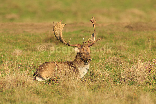 D�dyr. D�dyr p� brunstpladsen i Dyrehaven; Dama dama; J�gersborg Dyrehave / Sj�lland; ; ; pattedyr; Hjorte, Cervidae, Parrett�ede hovdyr, Artiodactyla, hjort, d�vildt, gevir, fuldskuffel, dr�vtygger, brunst, fallow deer, d�hjort, dovhjort