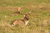 D�dyr. D�dyr p� brunstpladsen i Dyrehaven Dama dama J�gersborg Dyrehave / Sj�lland   pattedyr Hjorte, Cervidae, Parrett�ede hovdyr, Artiodactyla, hjort, d�vildt, gevir, fuldskuffel, dr�vtygger, brunst, fallow deer, d�hjort, dovhjort