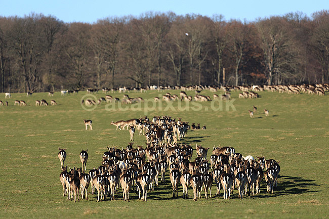 D�dyr. D�dyr vandrer over Erimitagesletten i Dyrehaven; Dama dama; J�gersborg Dyrehave / Sj�lland; ; ; pattedyr; Hjorte, Cervidae, Parrett�ede hovdyr, Artiodactyla, hjort, d�vildt, gevir, fuldskuffel, dr�vtygger, brunst, fallow deer, d�hjort, dovhjort