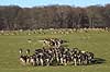 D�dyr. D�dyr vandrer over Erimitagesletten i Dyrehaven Dama dama J�gersborg Dyrehave / Sj�lland   pattedyr Hjorte, Cervidae, Parrett�ede hovdyr, Artiodactyla, hjort, d�vildt, gevir, fuldskuffel, dr�vtygger, brunst, fallow deer, d�hjort, dovhjort