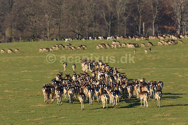 D�dyr. D�dyr vandrer over Erimitagesletten i Dyrehaven; Dama dama; J�gersborg Dyrehave / Sj�lland; ; ; pattedyr; Hjorte, Cervidae, Parrett�ede hovdyr, Artiodactyla, hjort, d�vildt, gevir, fuldskuffel, dr�vtygger, brunst, fallow deer, d�hjort, dovhjort