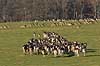 D�dyr. D�dyr vandrer over Erimitagesletten i Dyrehaven Dama dama J�gersborg Dyrehave / Sj�lland   pattedyr Hjorte, Cervidae, Parrett�ede hovdyr, Artiodactyla, hjort, d�vildt, gevir, fuldskuffel, dr�vtygger, brunst, fallow deer, d�hjort, dovhjort