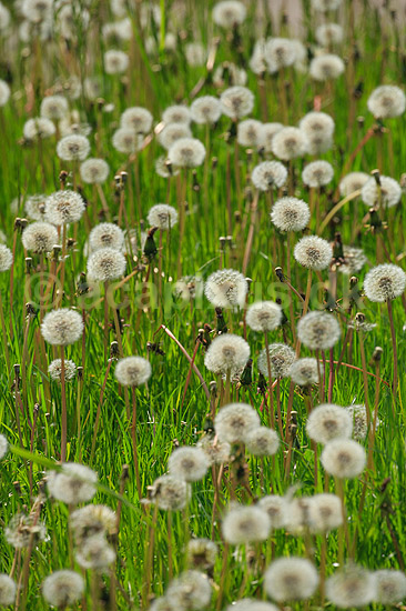 Fandens m�lkeb�tte. Fandens m�lkeb�tte fr�stande; Taraxacum spec.; ; ; ; Planter; R�rhannede, Asteranae, Kurveblomst-familien, Asteraceae, Compositae, m�lkeb�tter
