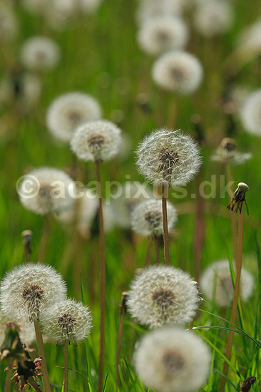 Fandens m�lkeb�tte. Fandens m�lkeb�tte fr�stande; Taraxacum spec.; ; ; ; Planter; R�rhannede, Asteranae, Kurveblomst-familien, Asteraceae, Compositae, m�lkeb�tter
