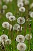 Fandens m�lkeb�tte. Fandens m�lkeb�tte fr�stande Taraxacum spec.    Planter R�rhannede, Asteranae, Kurveblomst-familien, Asteraceae, Compositae, m�lkeb�tter
