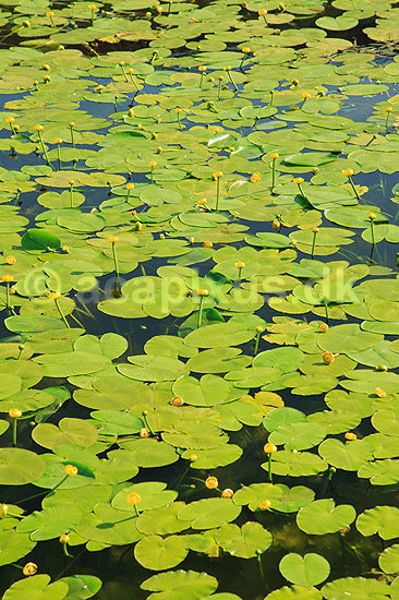 Gul �kande. Gule �kander i lille branddam; Nuphar lutea; M�l�v; ; ; planter; �kander, �kande-familien, Nymphaeaceae, Nymphaeales