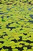 Gul �kande. Gule �kander i lille branddam Nuphar lutea M�l�v   planter �kander, �kande-familien, Nymphaeaceae, Nymphaeales